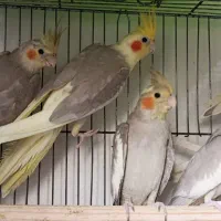 عروس هلندی|پرنده|لنگرود, |دیوار