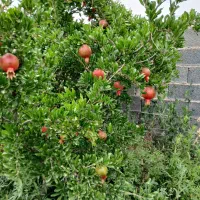 فروش باغ اناری کوهمره سرخی|فروش زمین و ملک کلنگی|شیراز, آبیاری|دیوار