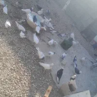 چند جفت کفتر|پرنده|سرپل ذهاب, |دیوار