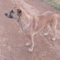سگ سرابی