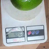 میوه آووکادو|خوردنی و آشامیدنی|تنکابن, |دیوار