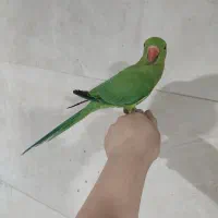 طوطی ملنگو پنج ماهه|پرنده|شیراز, فاضل|دیوار