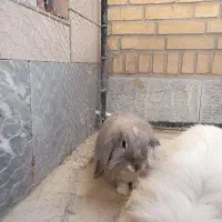 خرگوش|موش و خرگوش|زرقان, |دیوار