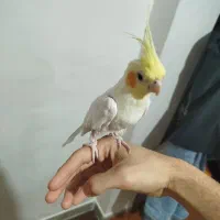 عروس هلندی نر ۹ ماهه دستی چشم شرابی|پرنده|قزوین, |دیوار