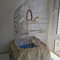 عروس هلندی