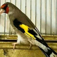 سهره دورگ زاغ