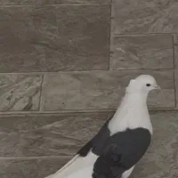 دوکت ماده