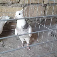 طوقی|پرنده|اردکان, |دیوار