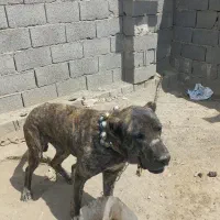 سگ برای باغ گیرن دهن پاک