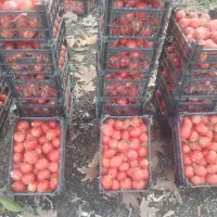 گوجه فرنگی عمده