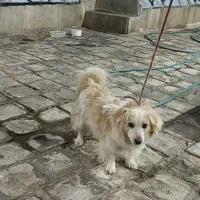 سگ اشپیتز