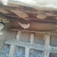 کبوتر سالم سرحال