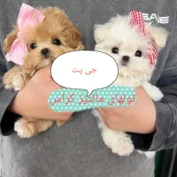 عروسکی  اپارتمانی