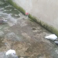 فروش کبوتر|پرنده|رشت, دیانتی|دیوار