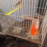 قناری دارچین و سهره چار گل|پرنده|مشهد, سجادیه|دیوار