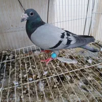 کبوتر