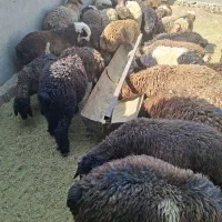 فروش بره جدید سبک نر ۲۵ کیلو به بالا