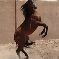 کره نریان سیلمی دوسر وادراتی