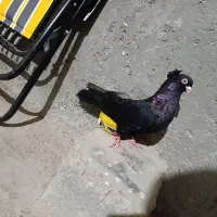 کبوتر صربستانی|پرنده|میاندوآب, |دیوار