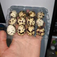 فروش تخم بلدرچین تازه از تولید به مصرف|خوردنی و آشامیدنی|پاکدشت, پاکدشت (مامازند)|دیوار