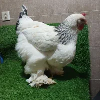 مرغ و خروس برهما تخمگذار اصیل و لاری|حیوانات مزرعه|پیشوا, |دیوار