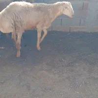 تعداد۳ عددبره نربفروش میرسد|حیوانات مزرعه|تربت جام, شهرک معلم|دیوار