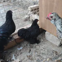 جوجه مرغ کوشین