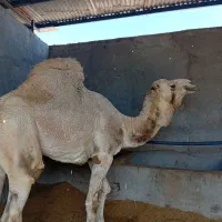 لوک سفید برفی تخم لاری