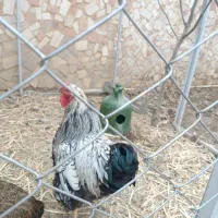 خروس ویاندوت تالبوت