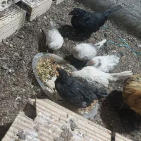 مرغ خروس زینتی همراه با جوجه هاش|حیوانات مزرعه|ورامین, ورامین|دیوار