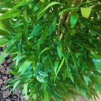 برگ بامبو بسته ۳۶ عددی و درختچه