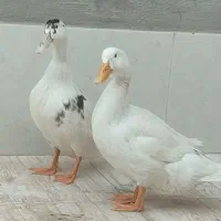 یک جفت اردک