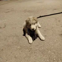 پامر خرسی قیمت ۱۵۰۰۰۰۰