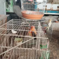 عروس هلندی و فنچ|پرنده|مشهد, شهرک ابوذر|دیوار