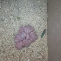 جوجه ملنگوسرلاکی|پرنده|تهران, پارک شهر|دیوار