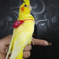 جوجه لوتینو کاملا زعفرونی|پرنده|شیراز, دروازه قران|دیوار