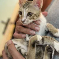 واگذاری گربه|گربه|آبادان, |دیوار