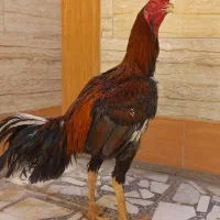 ت خ م اصیل|خوردنی و آشامیدنی|زابل, |دیوار