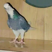 شازده کاشانی پرشی|پرنده|جیرفت, |دیوار