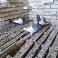 نرماده سینه سیاه با کله الماسی