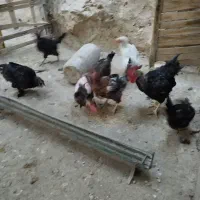 مرغ و خروس|حیوانات مزرعه|سیدان, |دیوار