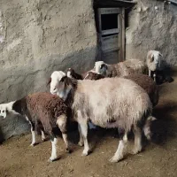 قوچ پلنگی|حیوانات مزرعه|خنداب, |دیوار