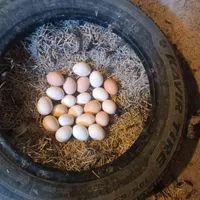 فروش تخم مرغ محلی اصل