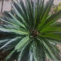 گل سیکاس|گل و گیاه طبیعی|ساری, |دیوار