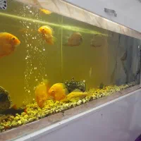 ماهی با آکواریوم فروشی|ماهی|رفسنجان, |دیوار