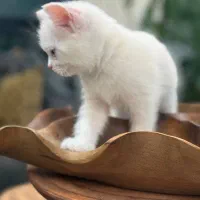 اسکاتیش چشم دورنگ و زیبا|گربه|بیرجند, |دیوار