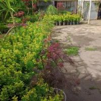 خدمات باغبانی کاشت درختکاری کوددهی هرس  گلکار|خدمات باغبانی و درختکاری|لواسان, |دیوار