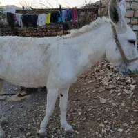 خر ماده|حیوانات مزرعه|چگنی, |دیوار