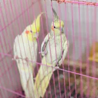 کبوتر|پرنده|بندرعباس, |دیوار