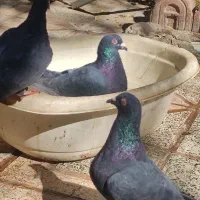 ۳تا نر زاغ ویدونه ماده زرد